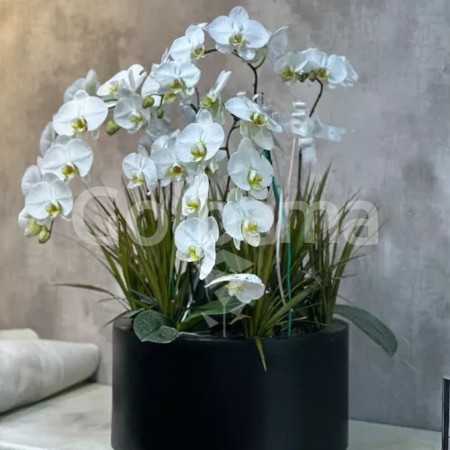 ارکیده 5 شاخه با گلدان فایبرگلاس