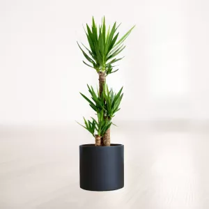 یوکا سایز بزرگ با گلدان سرامیکی