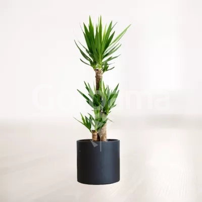 یوکا سایز بزرگ با گلدان سرامیکی