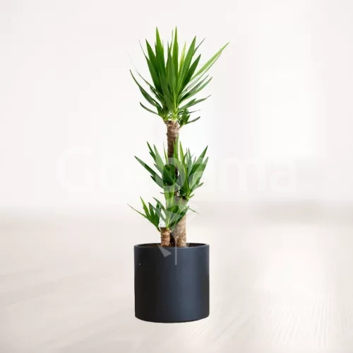 یوکا سایز بزرگ با گلدان سرامیکی