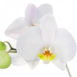 گل ارکیده فلوناپسیس