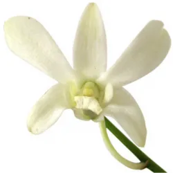 گل ارکیده دندریوم