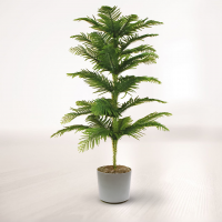 کاج مطبق متوسط