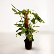 فیلودندرون