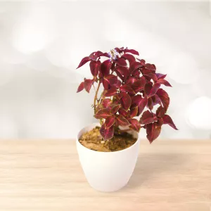 گل حسن یوسف