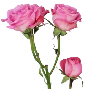 گل رز مینیاتوری