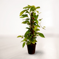 پتوس چوب دار با گلدان پایه دار