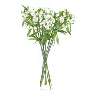 اشتراک گل آلسترومریا