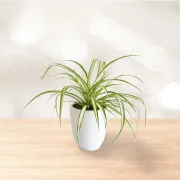 گیاه گل گندمی