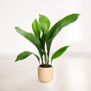 گیاه برگ عبایی