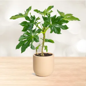 آرالیا با گلدان سفالی