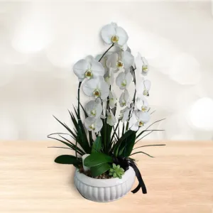 ارکیده 5 شاخه با گلدان سرامیکی
