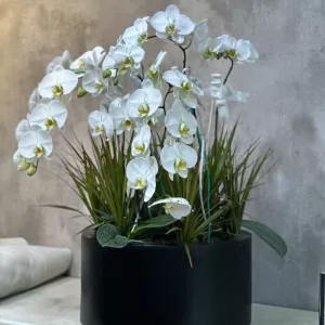 گلدان بزرگ ارکیده