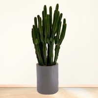 کاکتوس افوربیا غول پیکر با گلدان سفالی