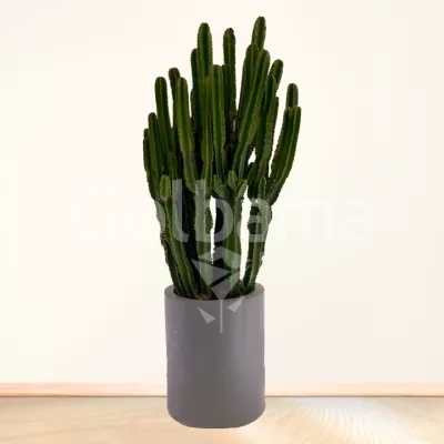 افوربیا غول پیکر