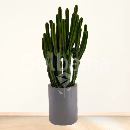 افوربیا غول پیکر