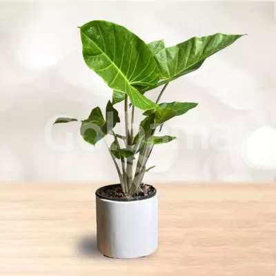 گلدان متوسط بابا آدم