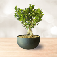 بونسای جنسینگ سایز متوسط با گلدان سفالی