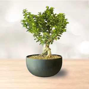 بونسای جنسینگ متوسط