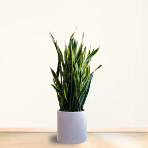 سانساوریا بزرگ گلدان سرامیکی