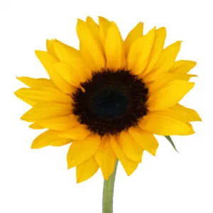 آفتاب گردان