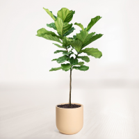 لیراتا بزرگ با گلدان سفالی