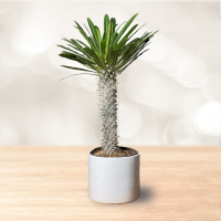 نخل ماداگاسکار با گلدان سرامیکی