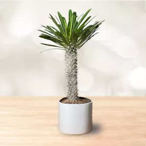 نخل ماداگاسکار گلدان سرامیکی