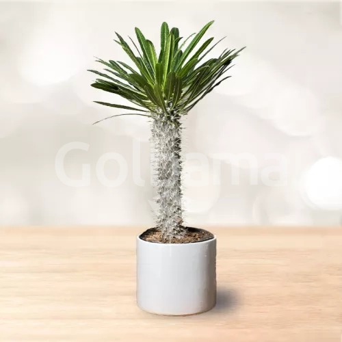 نخل ماداگاسکار گلدان سرامیکی