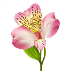 گل آلسترومریا باکسی