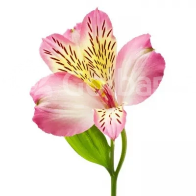 گل آلسترومریا باکسی