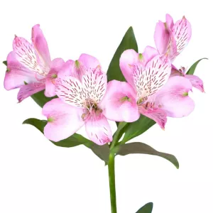 گل آلسترومریا