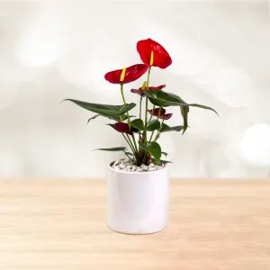 آنتوریوم گلدان سرامیکی