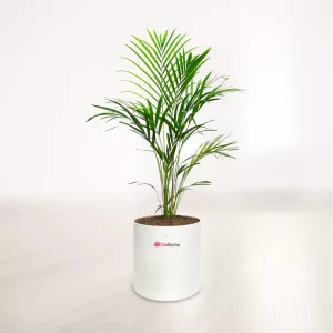 اریکا با گلدان پلیمری