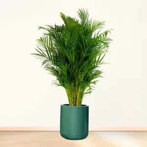 اریکا بزرگ با گلدان سفالی