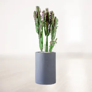 افوربیا بزرگ