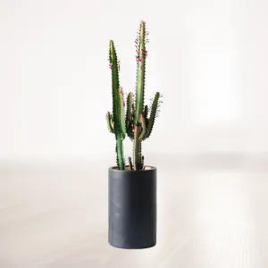 افوربیا متوسط