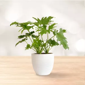 برگ انجیری فر