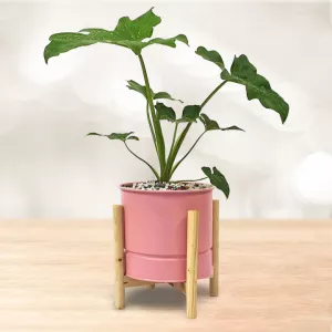 برگ انجیری کوچک با گلدان فلزی پایه چوبی