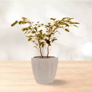 فیکوس بنجامین ابلق کوچک