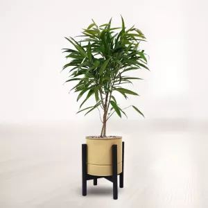 بنجامین آمستل با گلدان فلزی پایه دار