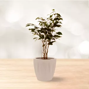 بنجامین سبز برگ