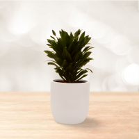 درسینا کامپکت گلدان فلزی