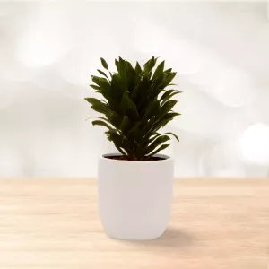 دراسینا کامپکت آناناسی