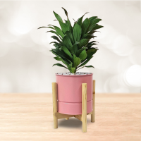 درسینا کامپکت گلدان فلزی