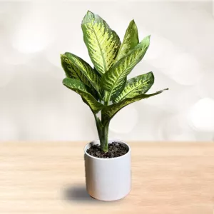 دیفن باخیا متوسط با گلدان سرامیک