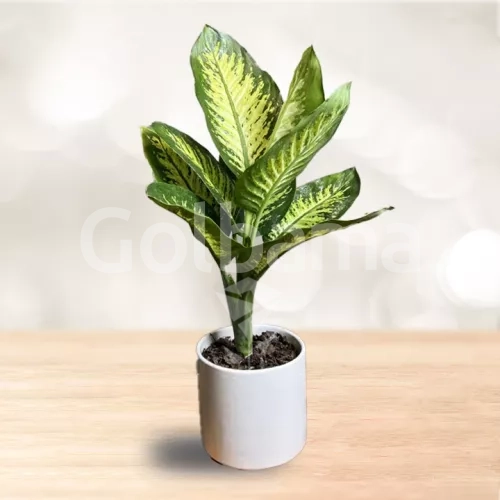 دیفن باخیا متوسط با گلدان سرامیک