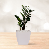 زاموفیلیا غول پیکر با گلدان سفالی