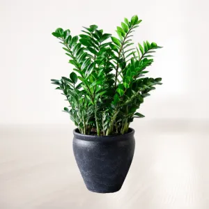 زاموفیلیا غول پیکر