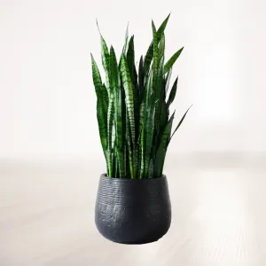 سانساوریا سبز غول پیکر